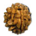 Eka Mukhi Rudraksha